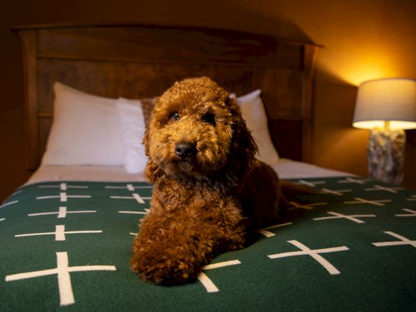 A fluffy brown dog sits on a bed with a green cover marked by white crosses, in a softly lit room with a lamp nearby.