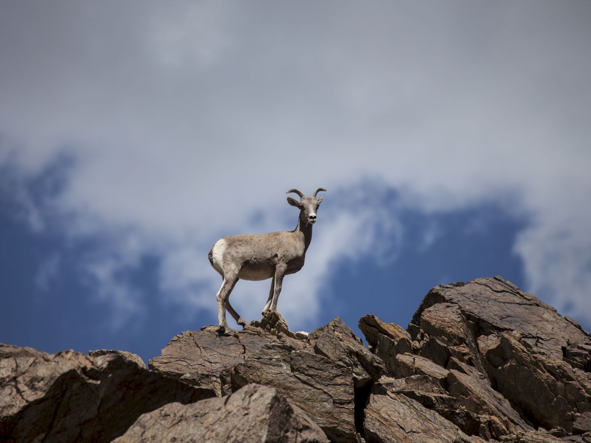 A mountain goat stands on rocky terrain against a backdrop of blue sky and clouds, gazing forward.