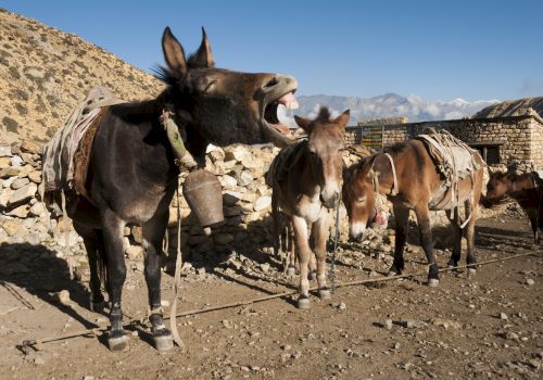 Three donkeys are standing in a rocky area with one donkey yawning or braying, while the others are calmly standing.