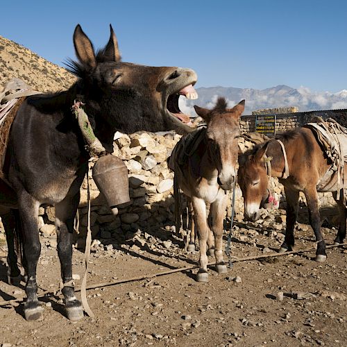 Three donkeys are standing in a rocky area with one donkey yawning or braying, while the others are calmly standing.