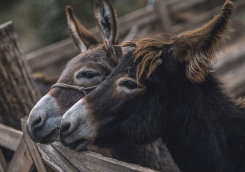 Two donkeys standing close together, behind a wooden fence structure.