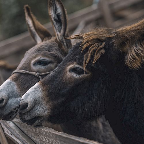 Two donkeys standing close together, behind a wooden fence structure.