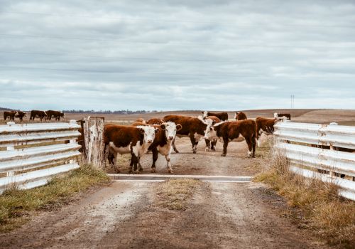 The image shows a group of cows standing on a dirt road, framed by white wooden fences, under a cloudy sky in a rural landscape.