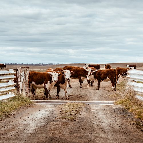 The image shows a group of cows standing on a dirt road, framed by white wooden fences, under a cloudy sky in a rural landscape.