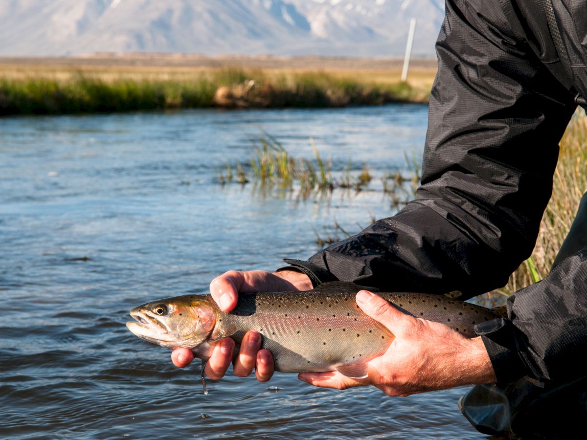 A person wearing a dark jacket holds a small brown trout over a calm river with mountains in the background, near grassy banks.