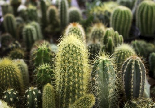 A variety of green cacti with spines in different shapes and sizes are clustered together.