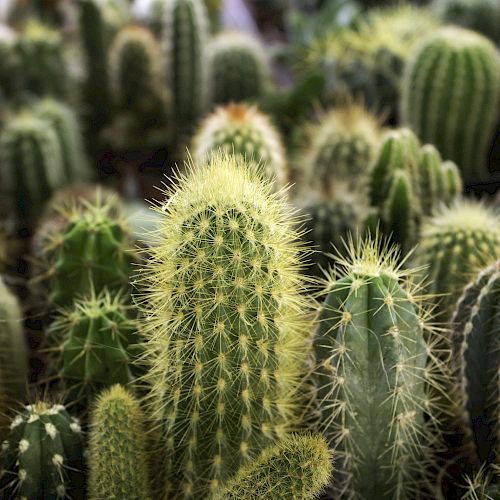 A variety of green cacti with spines in different shapes and sizes are clustered together.