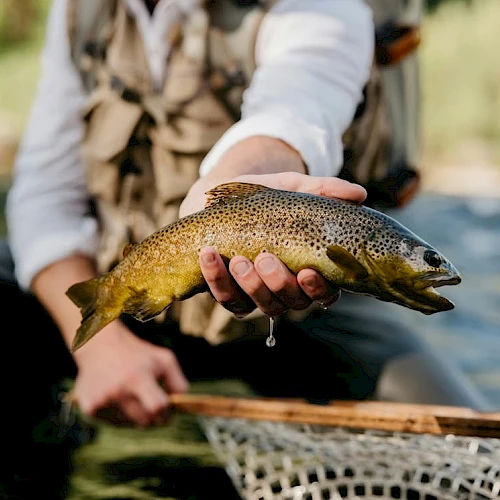 A person holding a brown trout over a net in a river, wearing a fishing vest, with a blurred nature background.