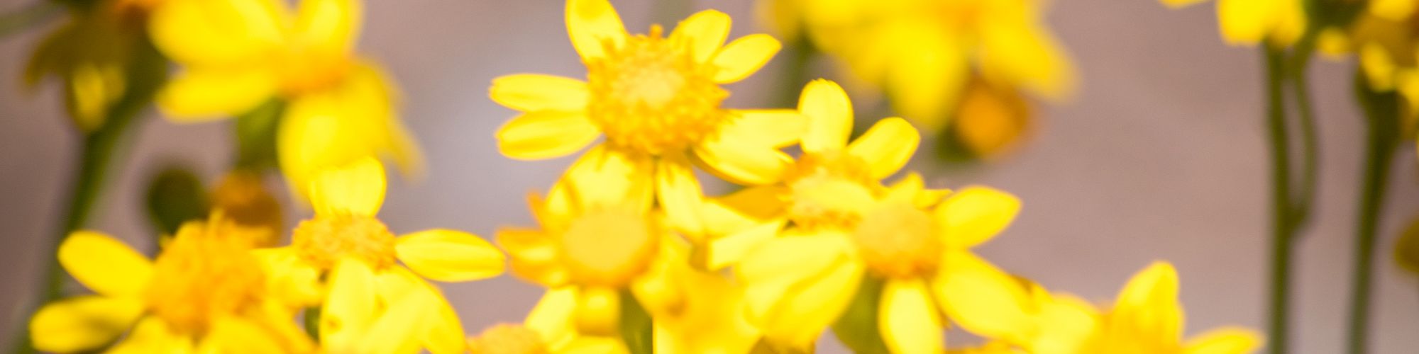 Bright yellow daisies clustered together with a blurred background.