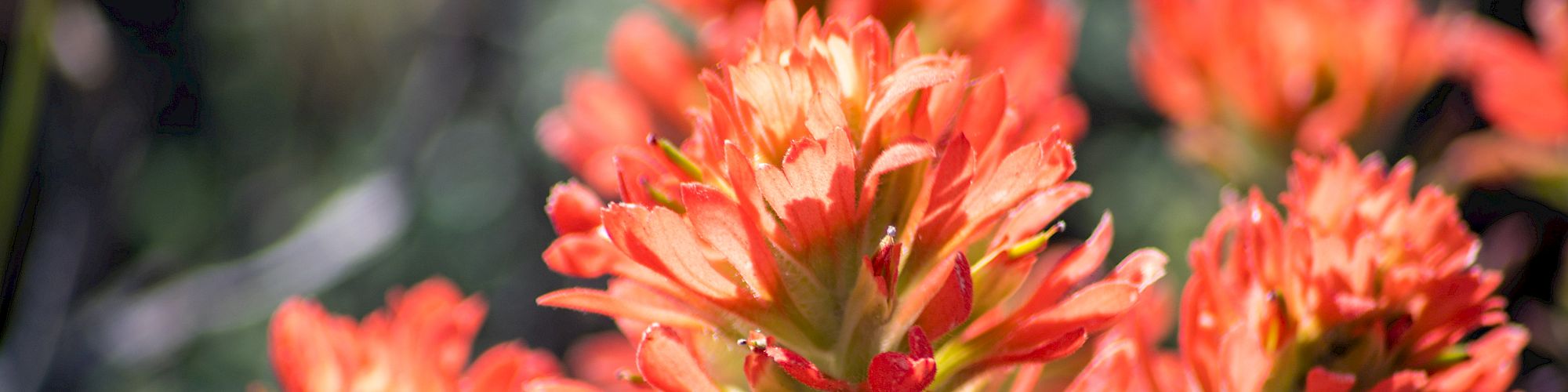 Vibrant orange wildflowers, possibly Indian Paintbrush, with a soft-focus background of green foliage and a hint of sunlight.