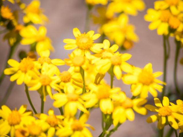 Bright yellow flowers with green stems are captured in focus, set against a soft, blurred background.