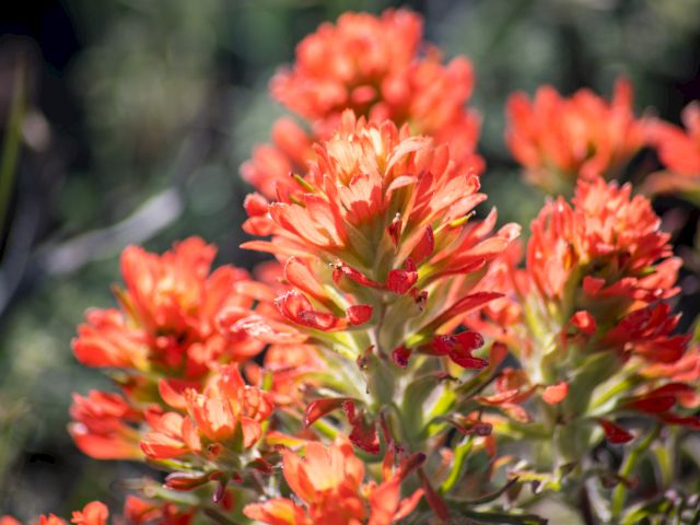 The image shows vibrant orange Indian paintbrush flowers in bloom, set against a blurred, natural green background.
