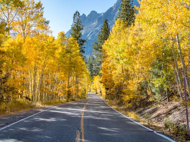 A scenic road flanked by vibrant yellow autumn trees and mountains in the distance under a clear blue sky.