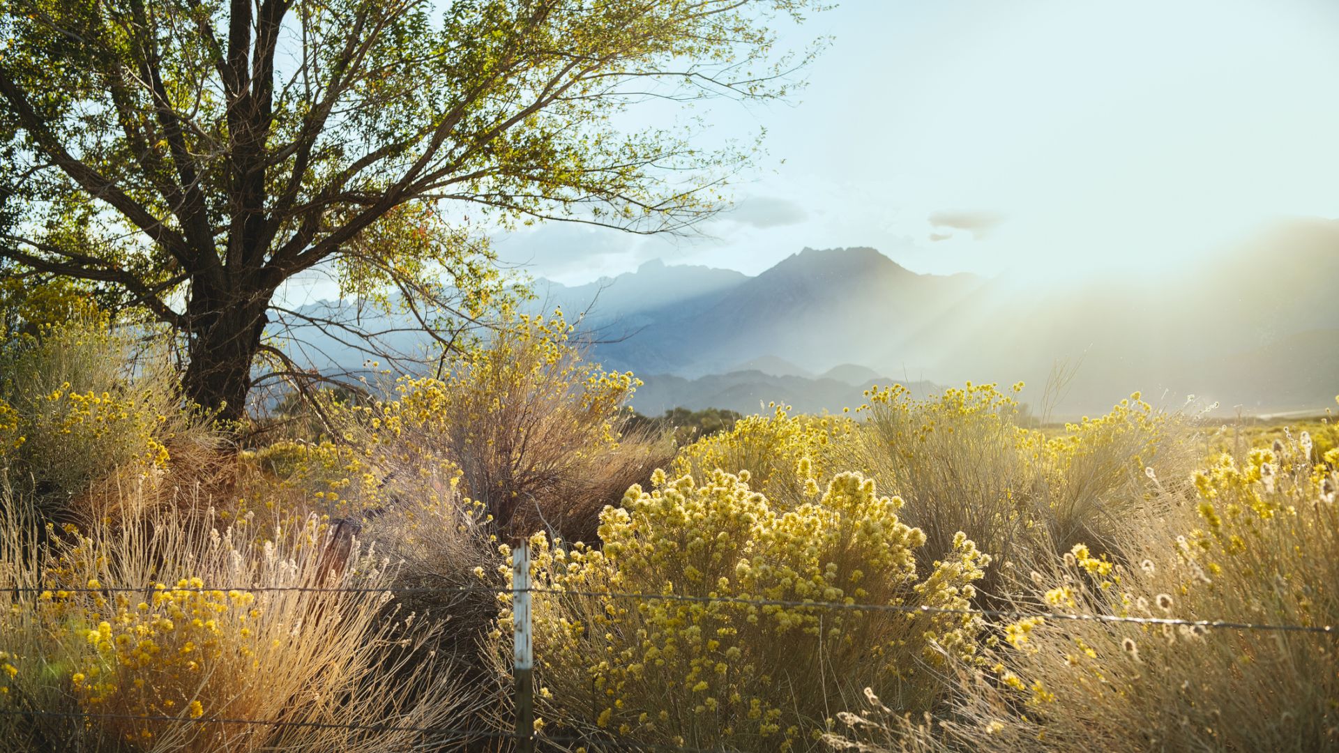 A sunlit desert landscape with a lone tree, scrubby bushes, and distant mountains; warm light bathes the scene behind a fence line.