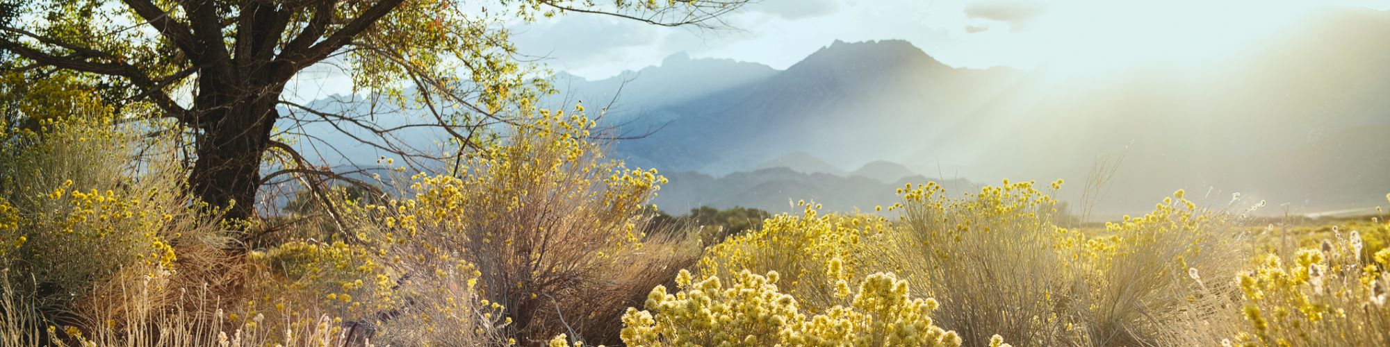 A sunlit desert landscape with a lone tree, scrubby bushes, and distant mountains; warm light bathes the scene behind a fence line.
