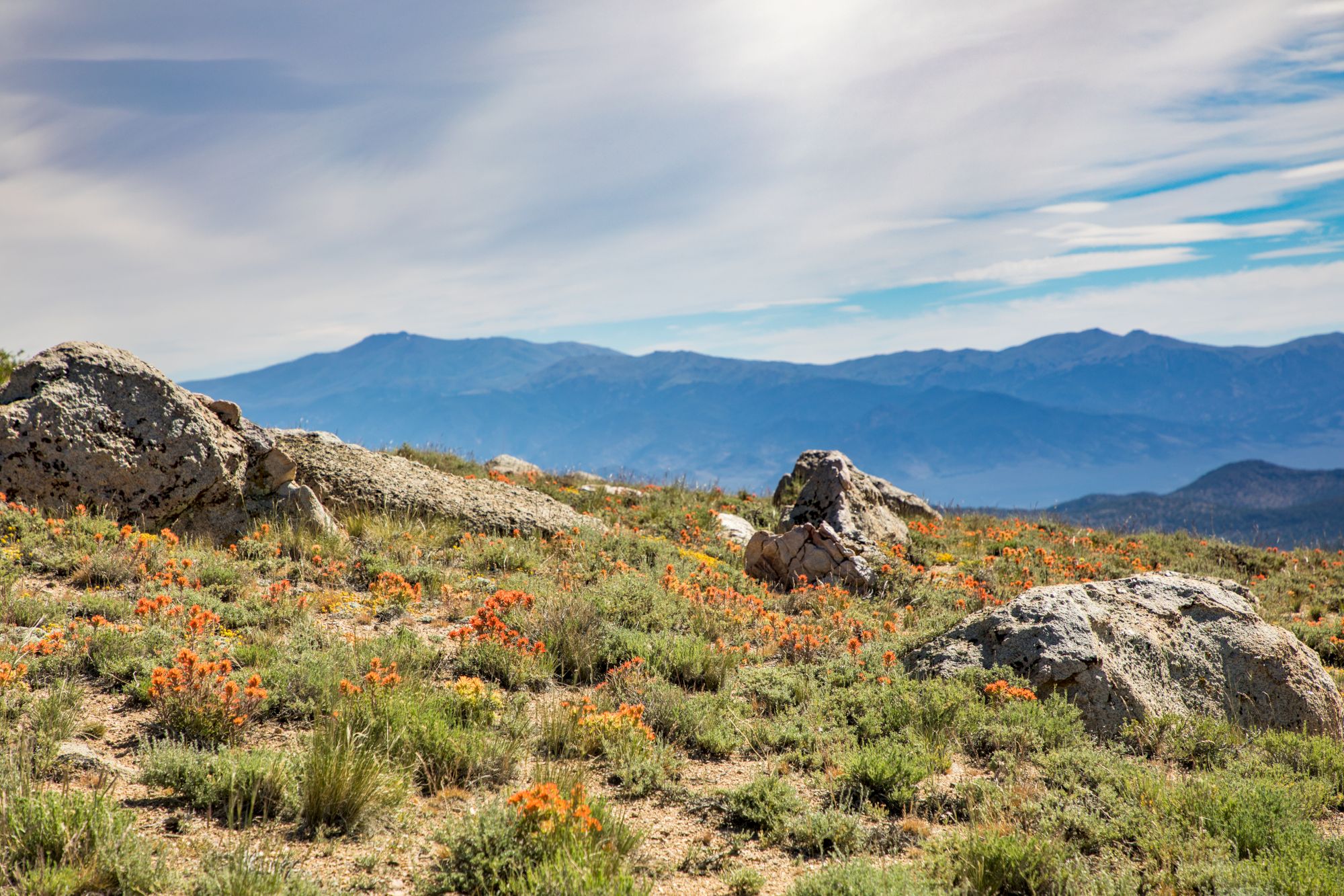 A rocky, open field with low shrubs and orange wildflowers, rolling hills of blue mountains in the distance under a partly cloudy sky.