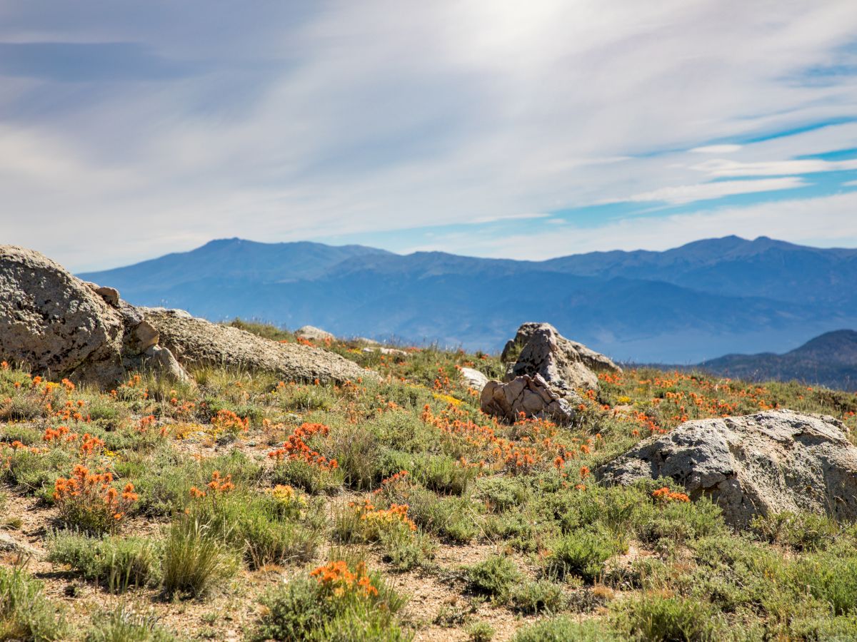 A rocky meadow with low shrubs and orange wildflowers, rolling hills, and distant blue mountains under a partly cloudy sky.