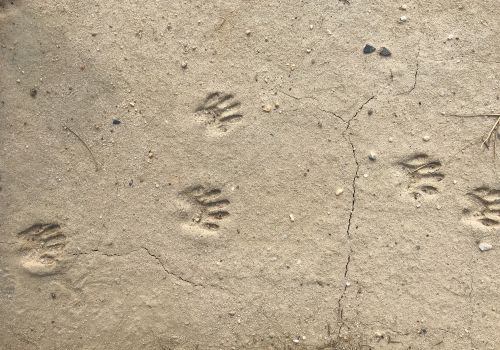 Small animal footprints pressed into dusty earth, forming scattered paw prints.