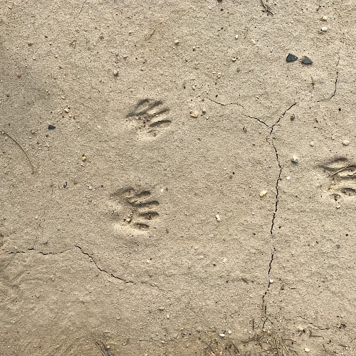 Small animal footprints pressed into dusty earth, forming scattered paw prints.