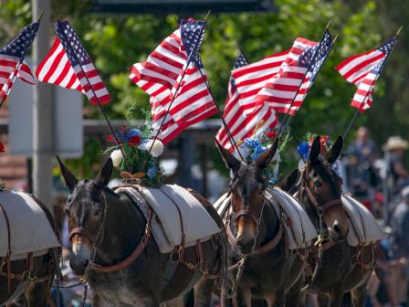 A row of horses with saddles, carrying American flags on a sunny street scene.