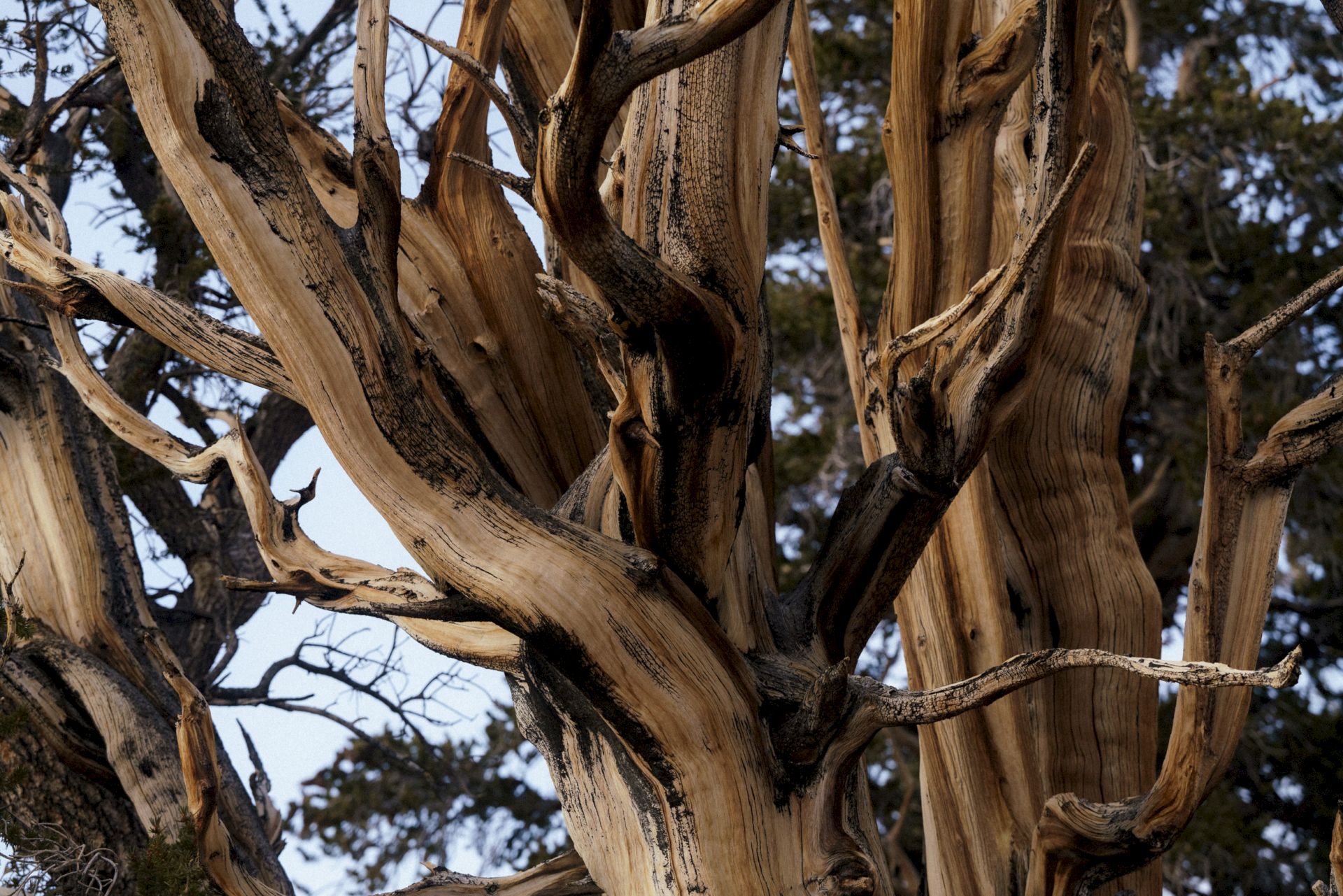 A gnarled, twisted tree trunk with smooth, peeling bark and multiple twisting branches&mdash;an intricate, weathered tree against a blue sky.