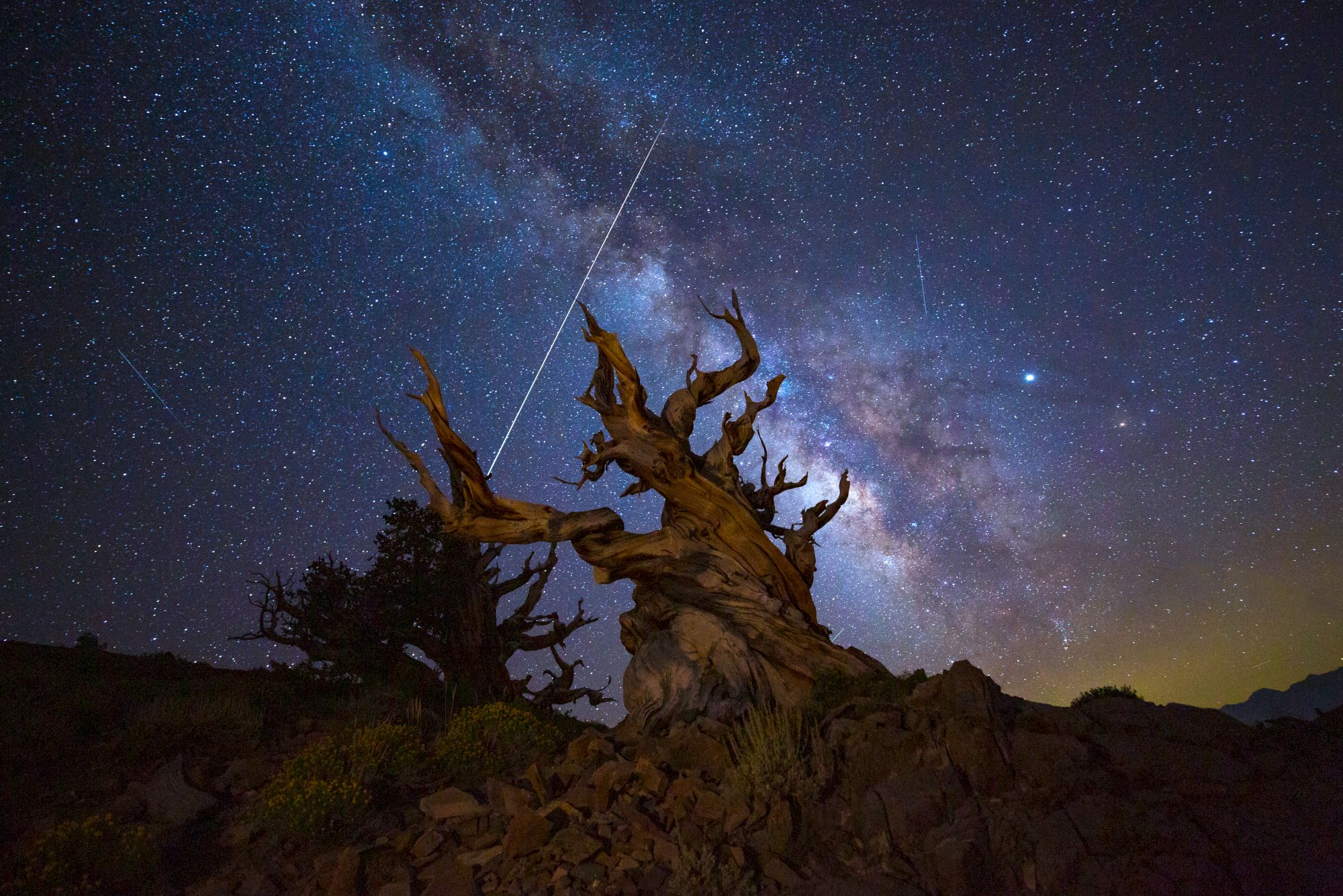 A rugged, dead tree silhouetted against a starry night sky, with the Milky Way glow and a meteor streaking overhead.