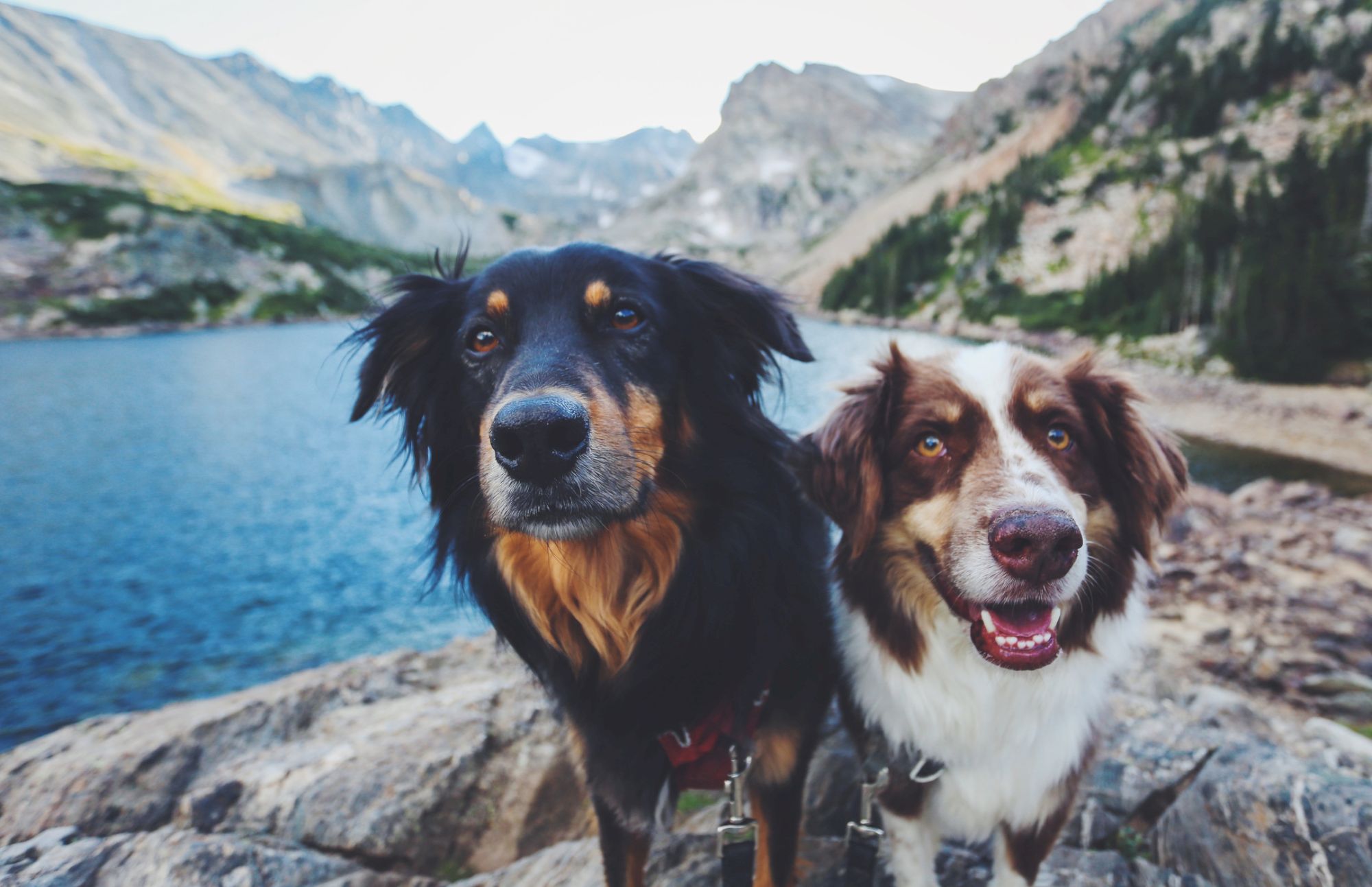 Two dogs posing by a mountain lake, rugged rocks and peaks in the background, sunny and cheerful.