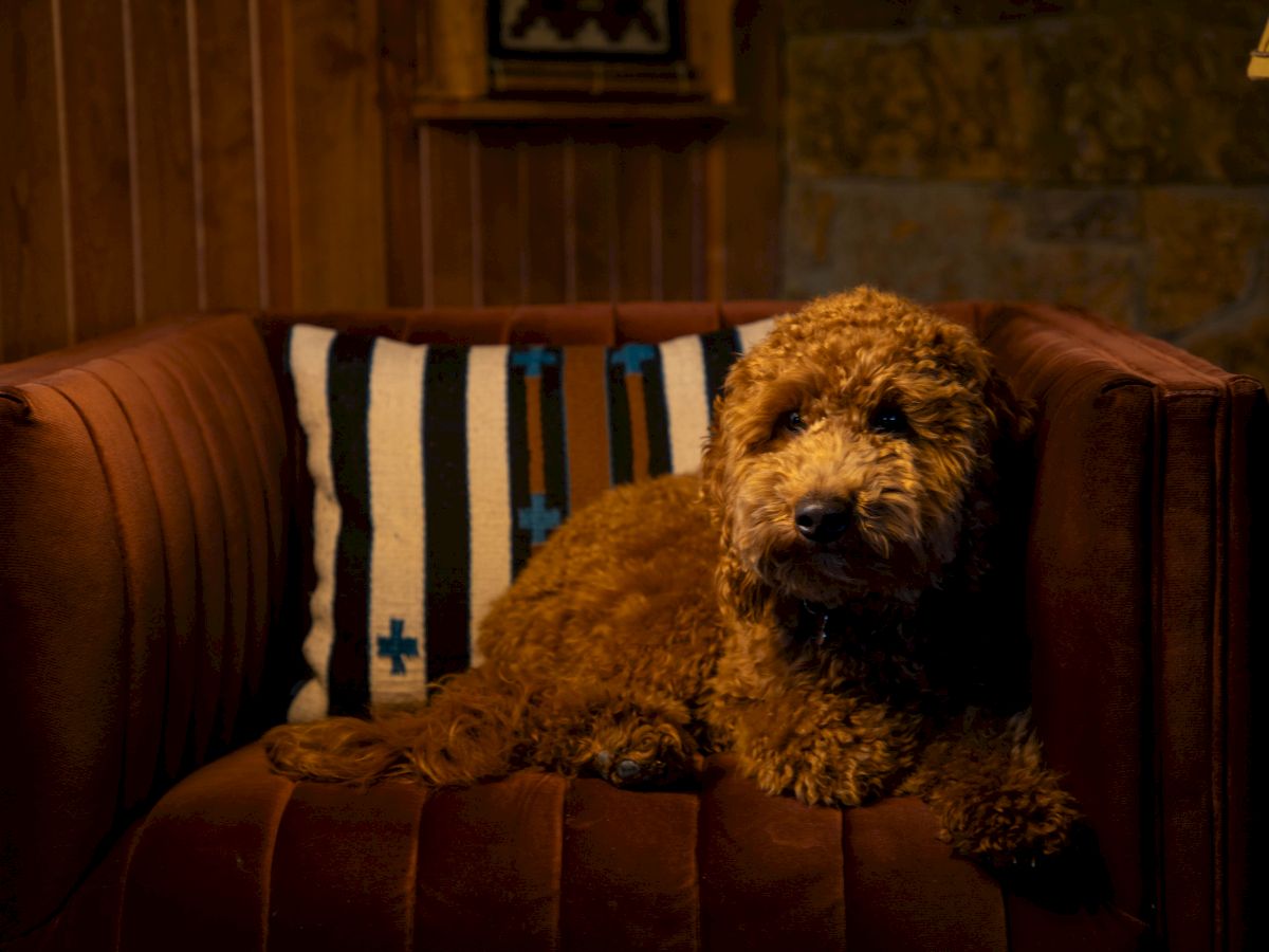 A brown curly-haired dog lounging on a red couch in a cozy, dimly lit living room with wood paneling and a striped pillow, looking at the camera.