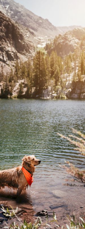 A dog standing in shallow water at the edge of a rocky shore, looking toward the camera, with water and rocks nearby.