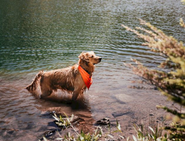A dog wearing an orange bandana stands in a mountain lake, with tall pines, rocky cliffs, and sunlit water in the background.