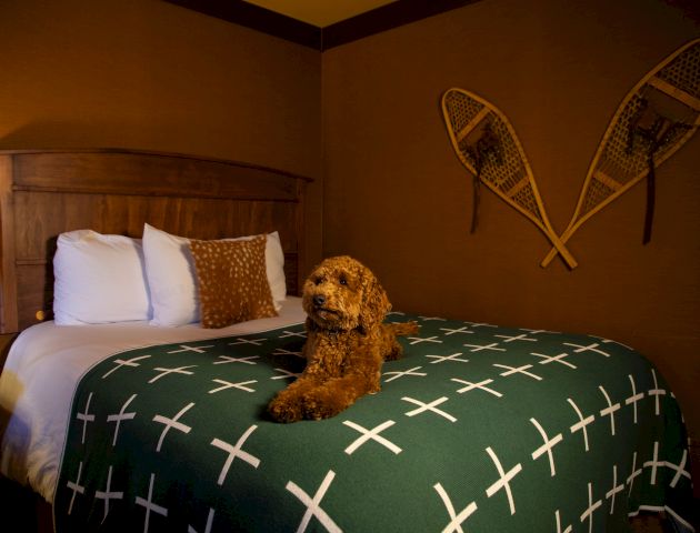 A fluffy brown dog sits on a green bedspread with white X patterns, in a cozy bedroom with two crossed oar decorations on the wall.