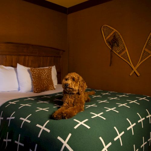 A small, fluffy dog sits on a green bedspread with white cross patterns, in a cozy bedroom with two chairs on the wall and two crossed oars decorations, cozy vibe.