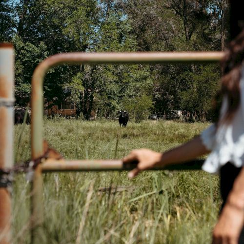 A person stands in a grassy pasture behind a fence, watching a black cow walk by under trees.