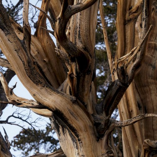 Weathered, cracked tree trunks and branches crisscross in close-up against a pale sky and blurred trees.