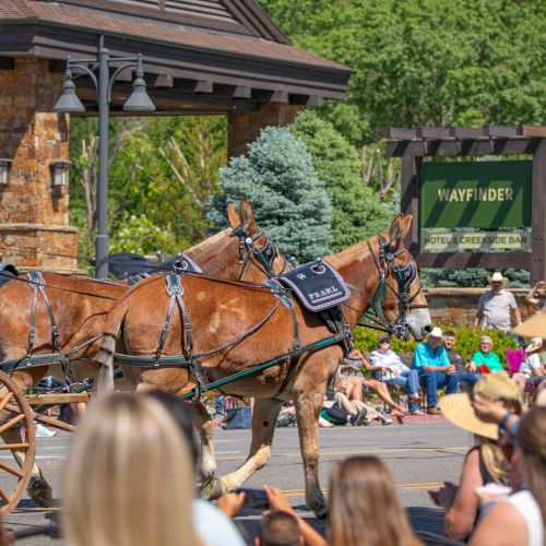 Horse-drawn carriage with decorated harness horses at an outdoor event, with spectators seated and standing nearby.