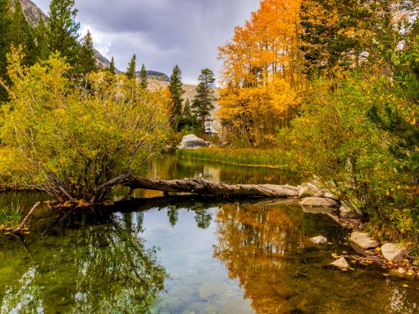 Autumn forest scene with a calm pond, fallen log, and colorful trees beside distant mountains under a cloudy sky.
