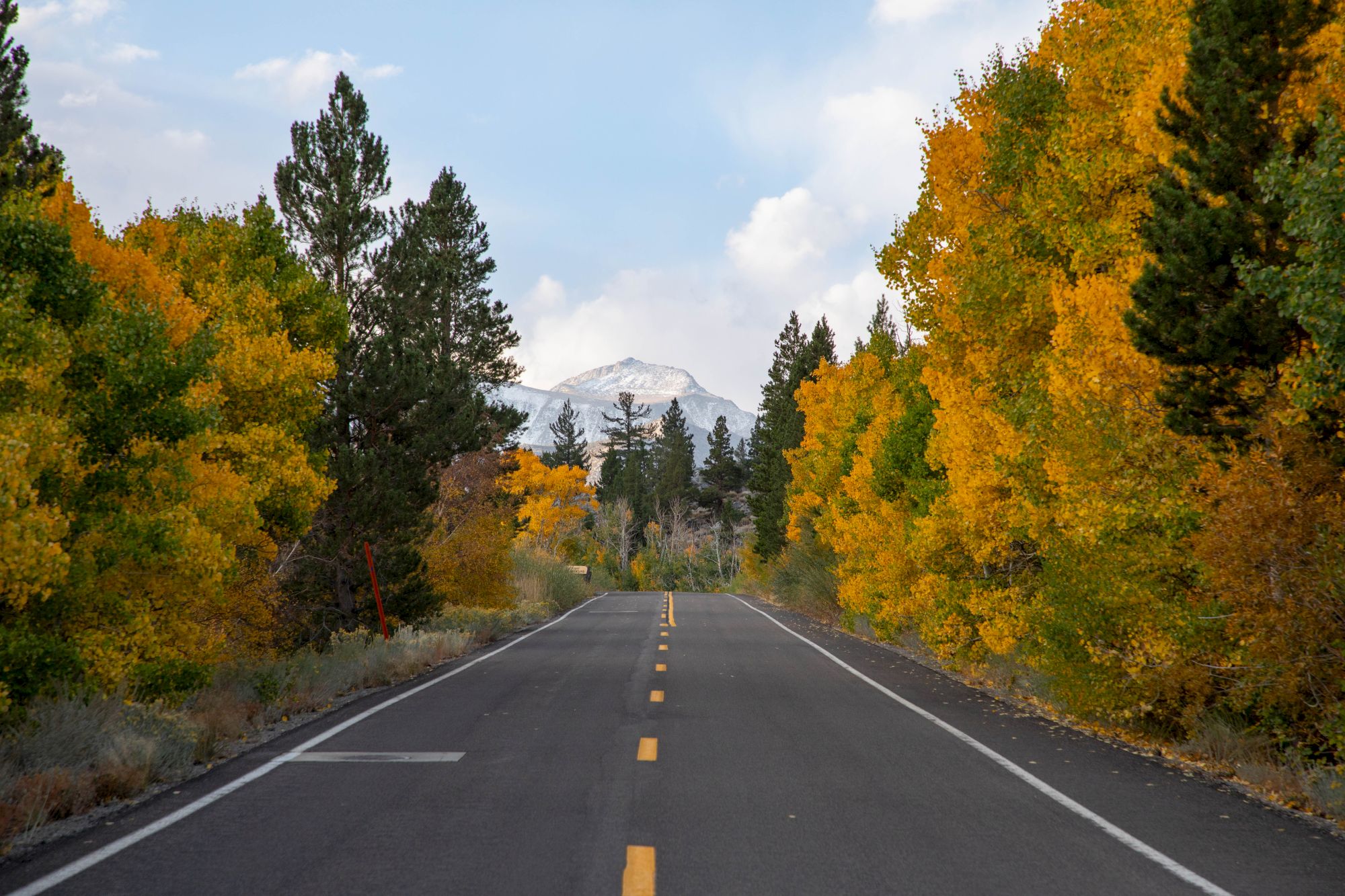 A straight road through fall-colored trees leads toward distant snowy mountains under a bright blue sky.