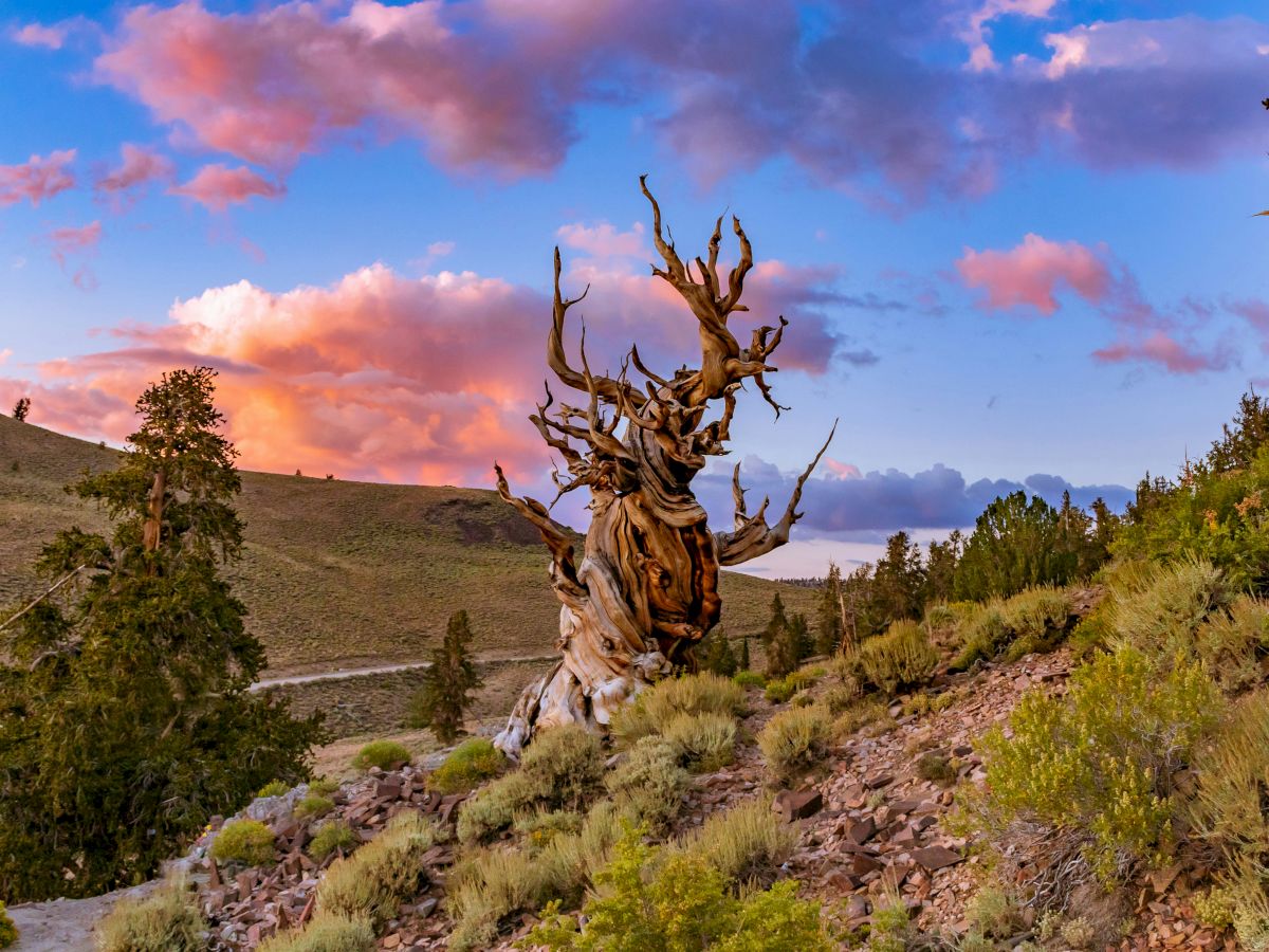 A twisted, dead tree root mass rises from a rocky hillside under a vibrant sunset sky filled with pink and blue clouds.