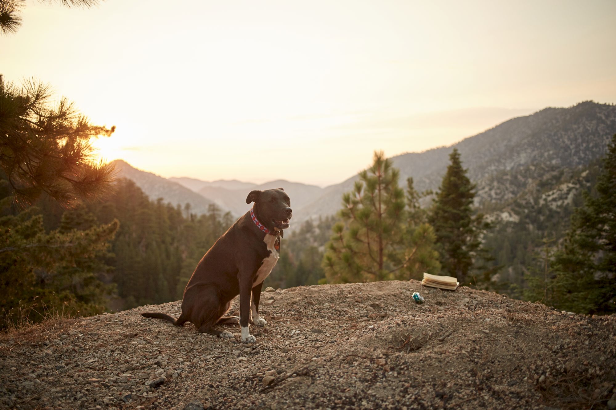 A golden-brown dog sits on a rocky cliff at sunset, gazing over pine-covered mountain valleys.